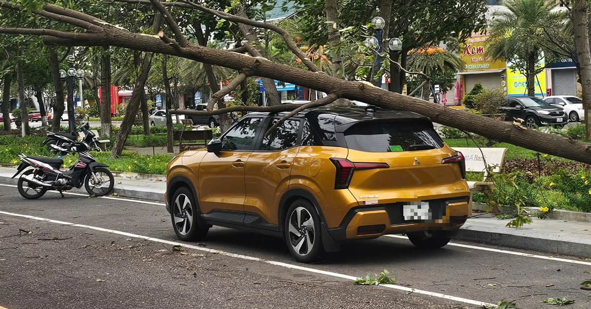 Cây bật gốc giữa phố Quy Nhơn, đè bị thương 1 phụ nữ