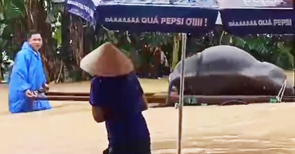 Lúa mới gieo sạ ngập nước lênh láng, trâu chết ngạt khi nước lũ đổ về