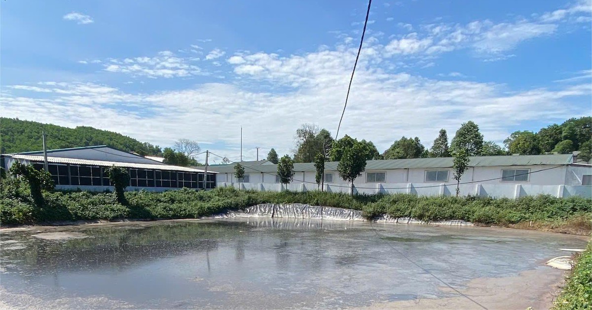 Trang trại nuôi heo gây ô nhiễm, cảnh sát môi trường vào cuộc sau những phản ánh của người dân