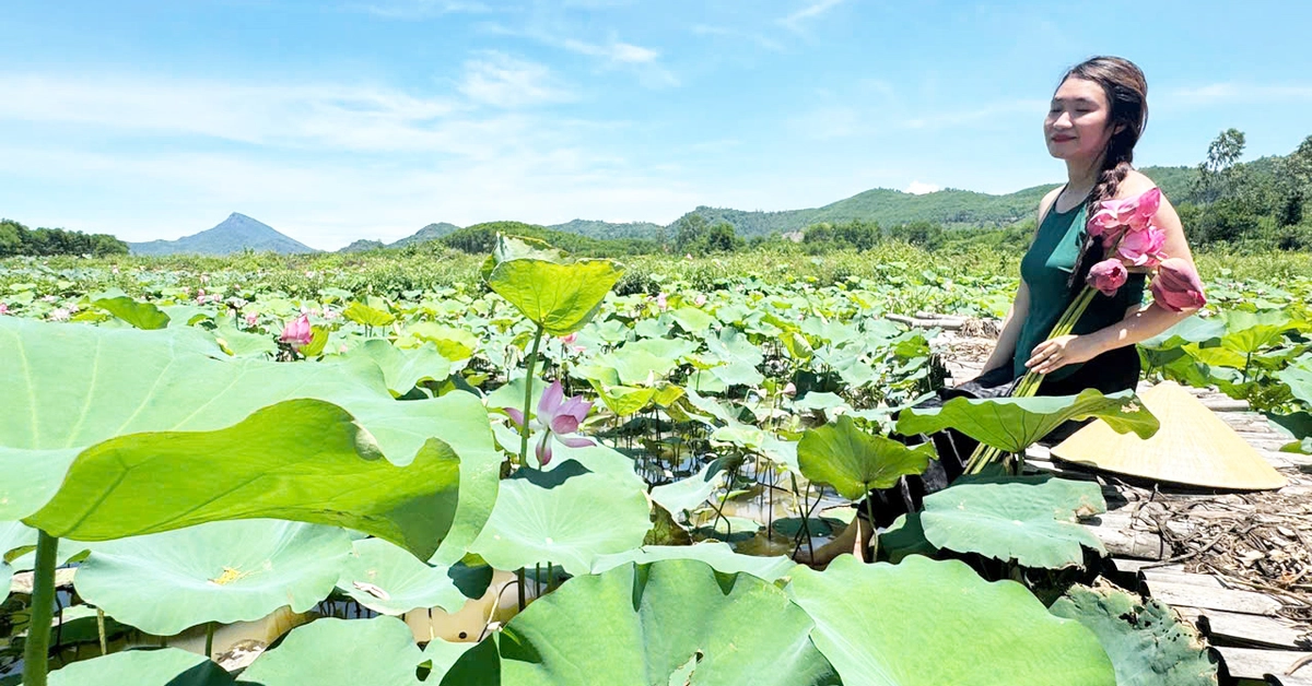 Đẹp ngỡ ngàng mùa sen Trà Lý, du khách ùn ùn đến check-in