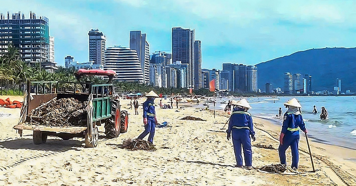 Khẩn trương thu dọn bèo tây ‘bủa vây’ bãi biển Đà Nẵng