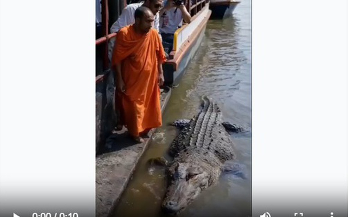Video cá sấu chở nhà sư về đền là sản phẩm AI