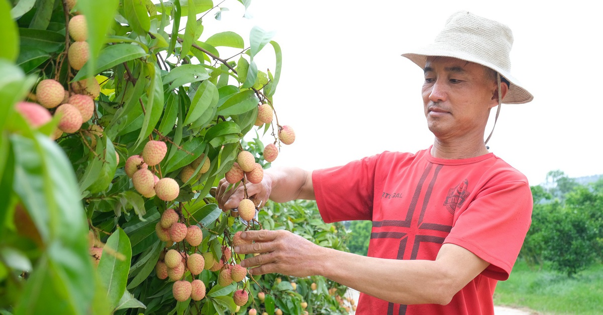 Vượt nắng thắng mưa, đưa vải thiều xuất khẩu Mỹ, Trung Quốc, Nhật Bản