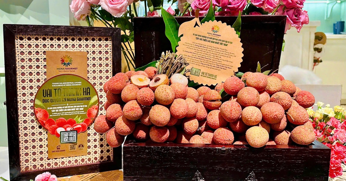 Đưa vải tổ Thanh Hà đến tay người sành ăn