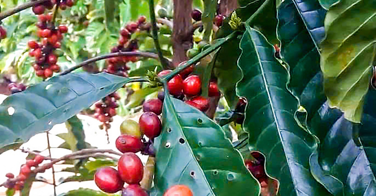 Giá cà phê bất ngờ bật tăng sau chuỗi ngày giảm liên tục