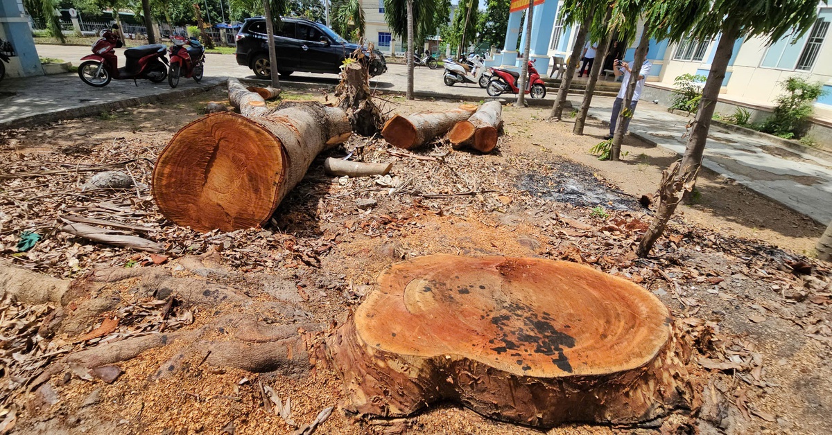 Phường 'tranh thủ' cưa xà cừ trong trụ sở trước giờ sáp nhập?
