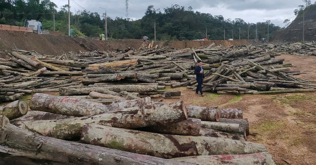 1.800m³ gỗ rừng ở Quảng Nam ế ẩm, 5 lần đấu giá, 2 lần đại hạ giá vẫn không 'trôi'
