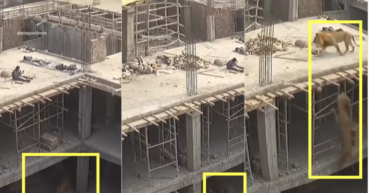 Video ‘hai con sư tử đi vào công trường xây dựng’ là giả