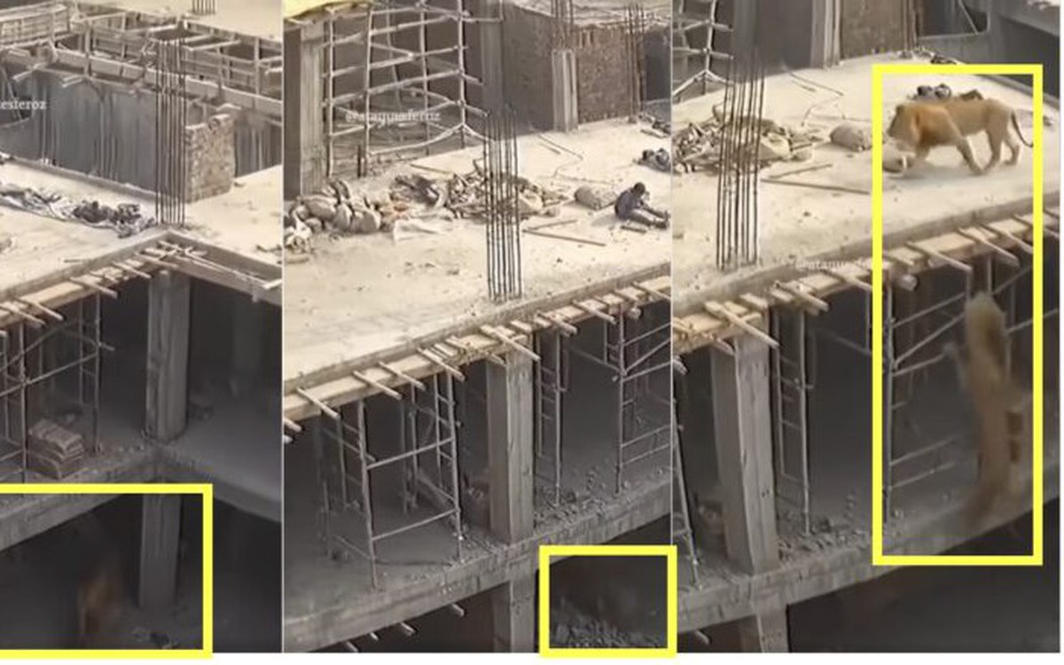 Video ‘hai con sư tử đi vào công trường xây dựng’ là giả
