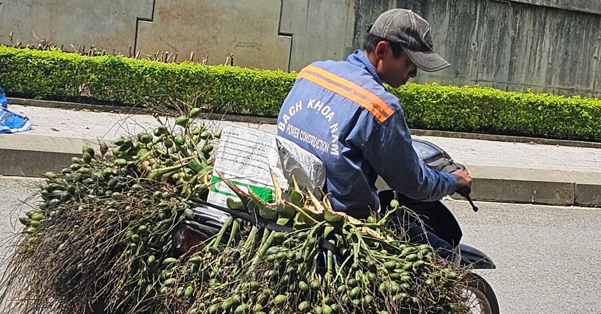 Vì sao Việt Nam tăng mạnh việc nhập khẩu cau?