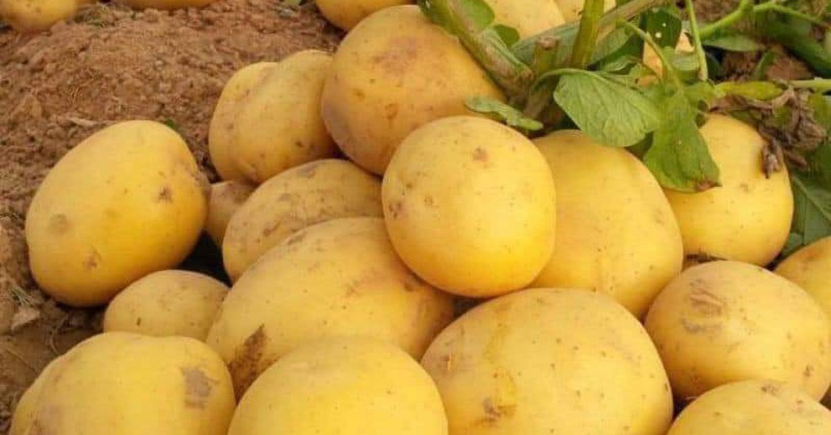 Những loại rau chứa tinh bột có lợi cho sức khỏe