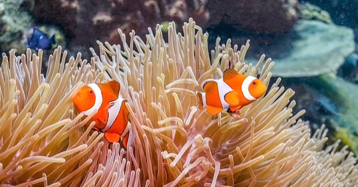 Loài cá nổi tiếng "biến hình" khi biển nóng lên