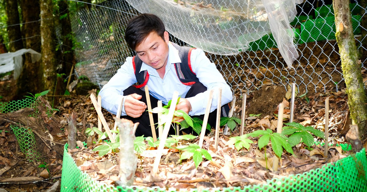 Tri thức dân gian sâm Ngọc Linh Kon Tum là di sản văn hóa phi vật thể quốc gia