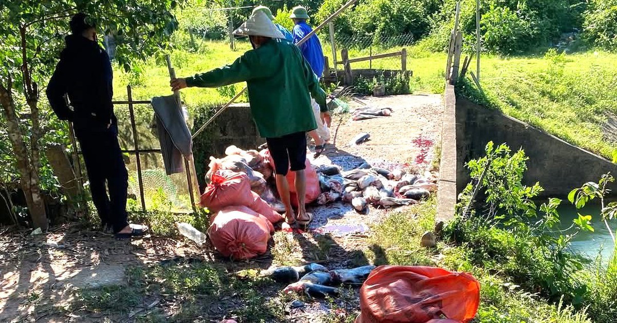 Cá chết la liệt do bị cuốn vào tua bin nhà máy thủy điện