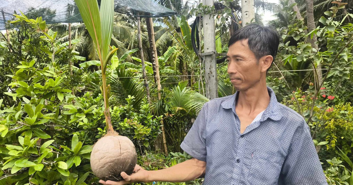 Giá dừa tăng cao kỷ lục, dừa giống cũng tăng giá gấp đôi