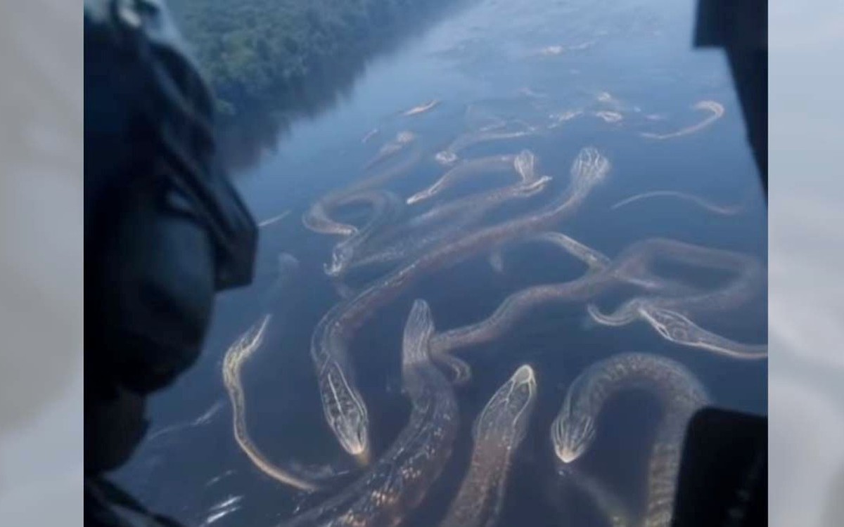 Những con trăn Anaconda khổng lồ ở Amazon là thật hay giả?