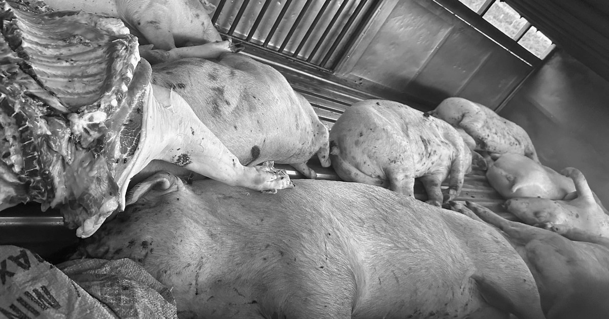 Bộ Nông nghiệp và Môi trường đề nghị các tỉnh xử lý nghiêm việc giết mổ heo bệnh