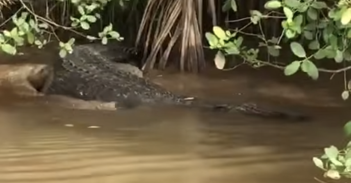 Xuất hiện cá sấu dài 2m trên kênh ở Bến Tre