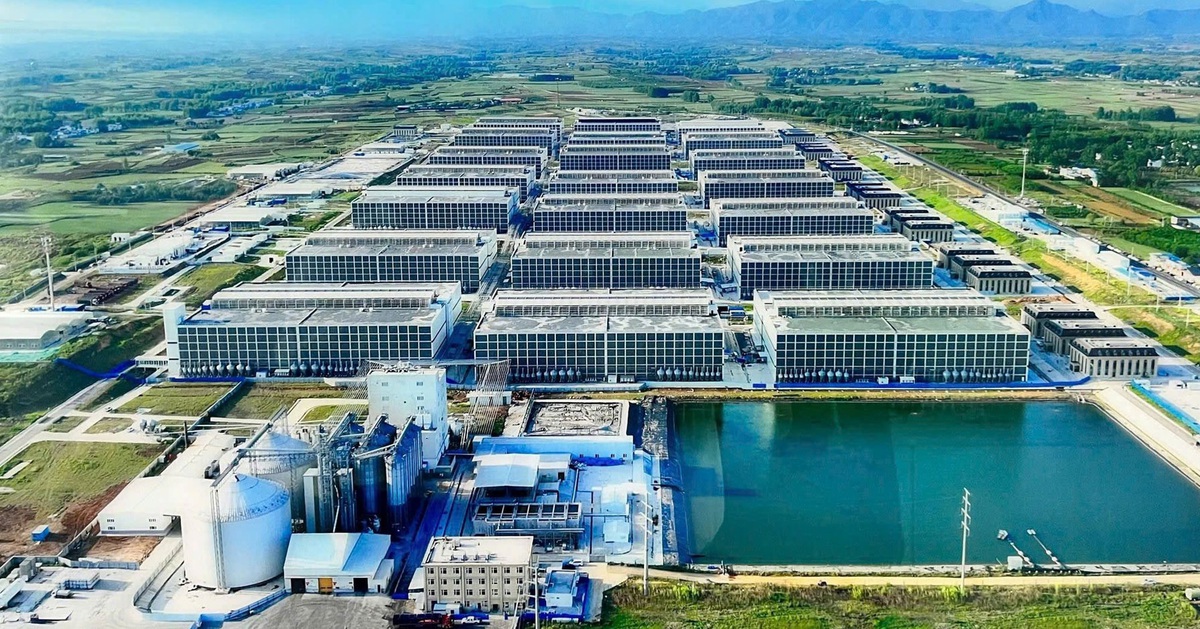 Đề xuất xây hai dự án 'chung cư 6 tầng' nuôi heo đầu tiên tại Việt Nam