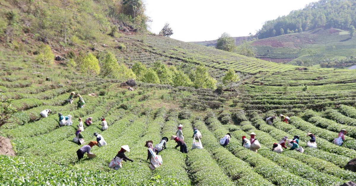 Khai thác lợi thế phát triển nông nghiệp bền vững