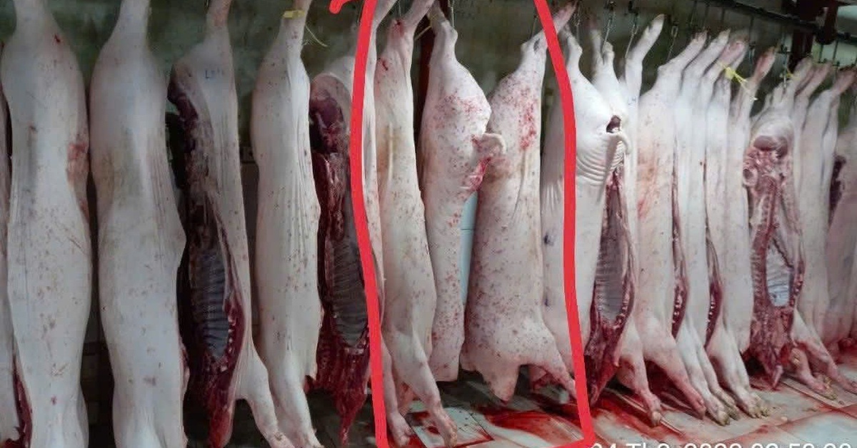 Người 'tố' Công ty C.P. bán thịt heo bệnh tiếp tục cung cấp hình ảnh cho cơ quan chức năng