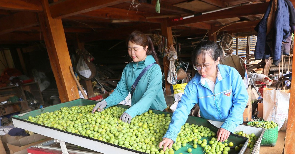 Thành phố Sơn La vào mùa thu hoạch mận tam hoa