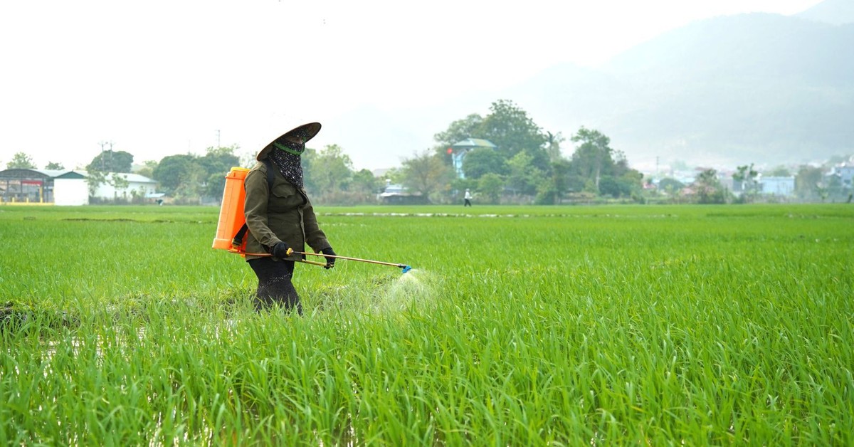 Phù Yên đẩy mạnh phát triển nông nghiệp hữu cơ