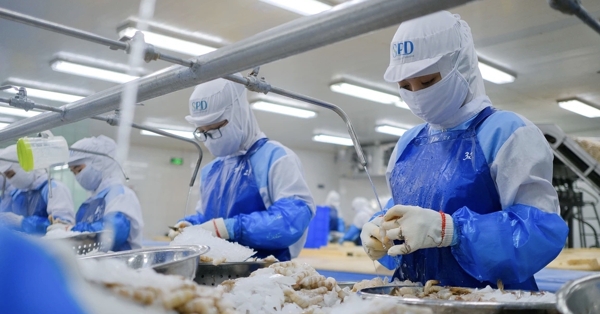 Mức thuế chống bán phá giá tôm Việt Nam vào Mỹ tăng đột biến, doanh nghiệp kêu oan
