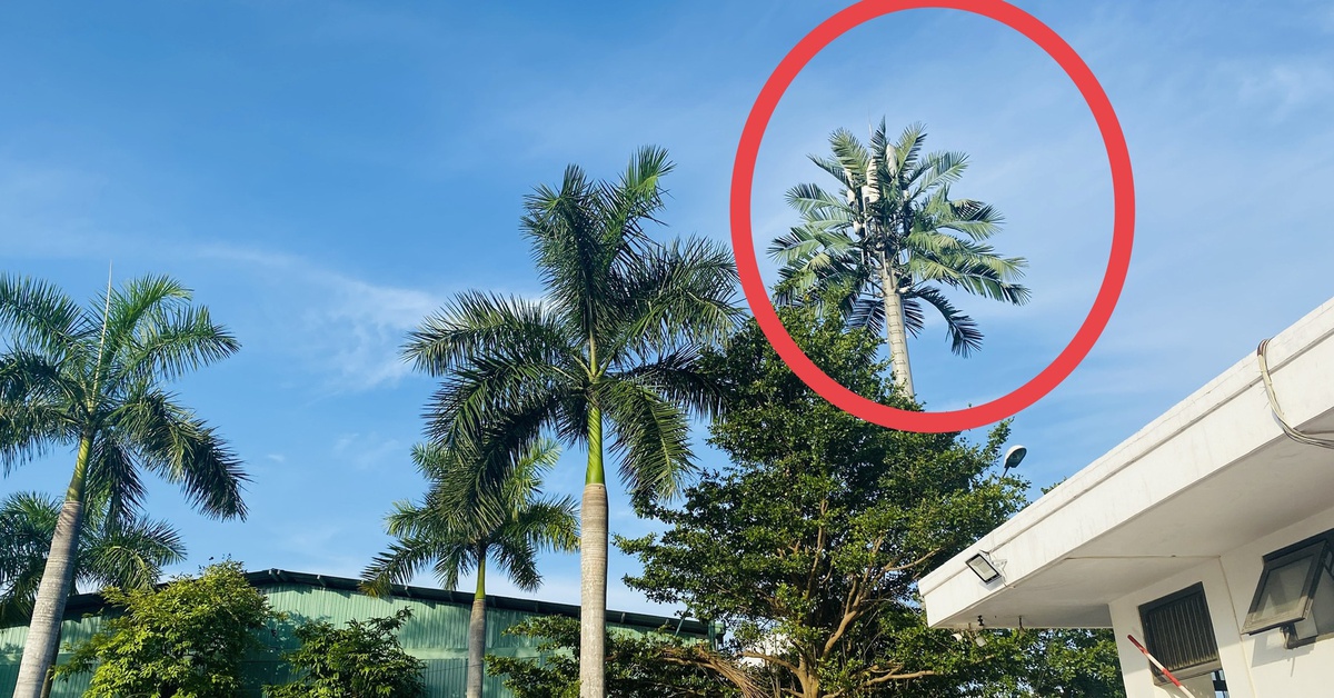 Thành phố đáng sống trồng 'giống dừa' gì cao bằng căn nhà 5-7 tầng vậy?