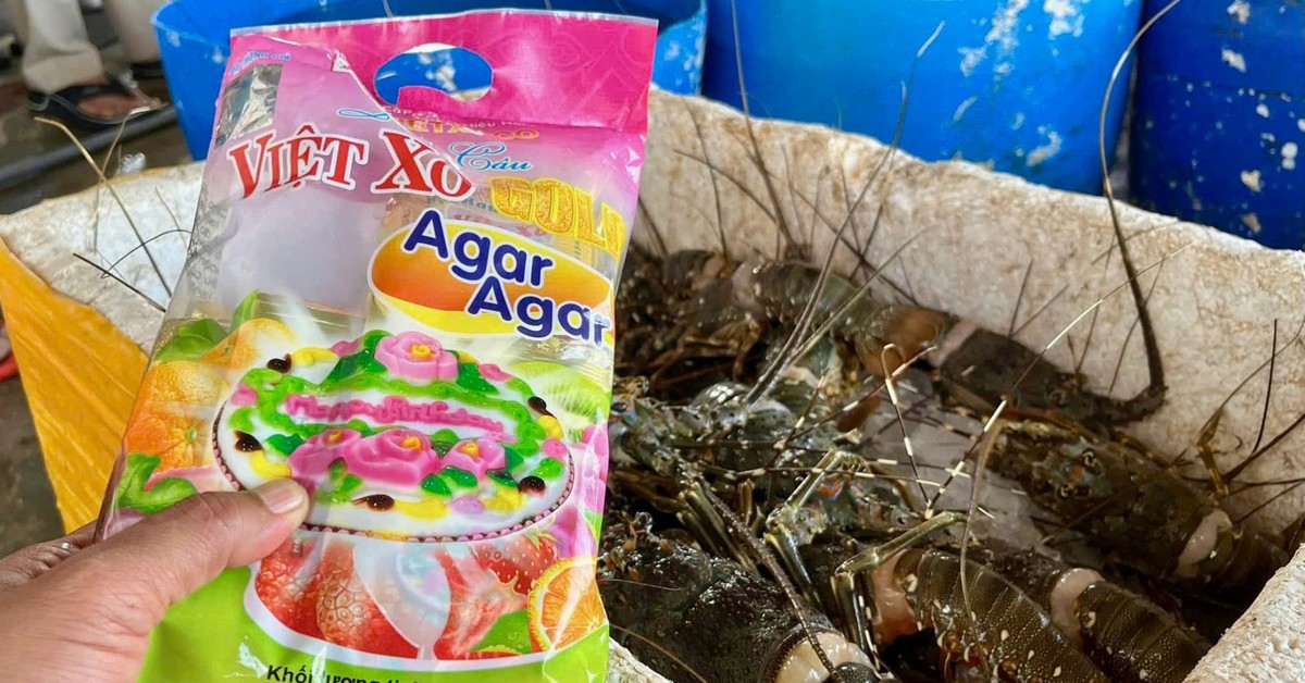 Chống buôn lậu, hàng giả 8-6: Xử phạt cơ sở bơm thạch rau câu vào tôm hùm