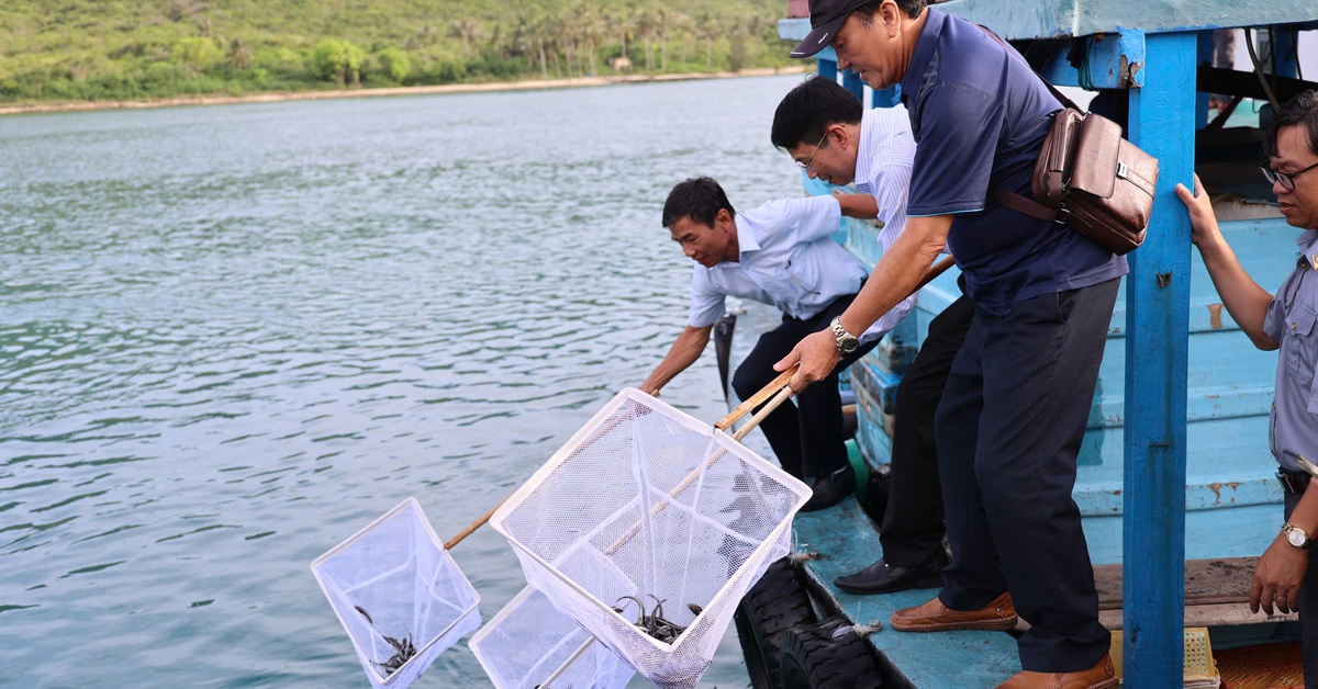 Thả hơn 400.000 cá, tôm giống tái tạo nguồn lợi thủy sản vịnh Nha Trang