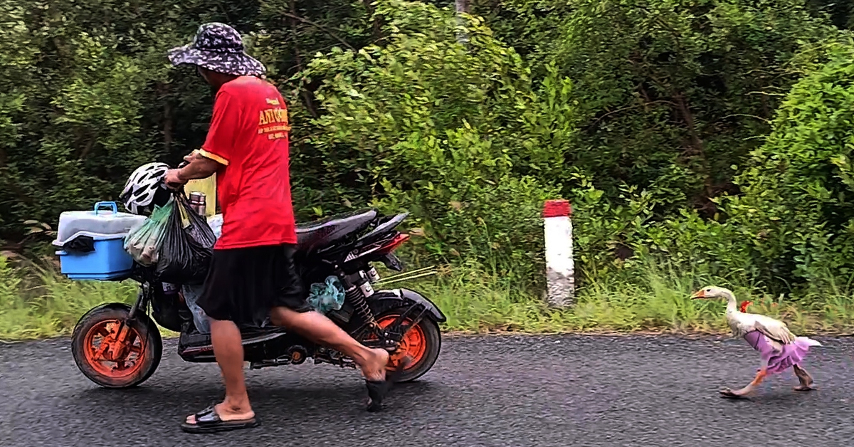 Người đàn ông cùng chú ngỗng đi bộ khắp Việt Nam