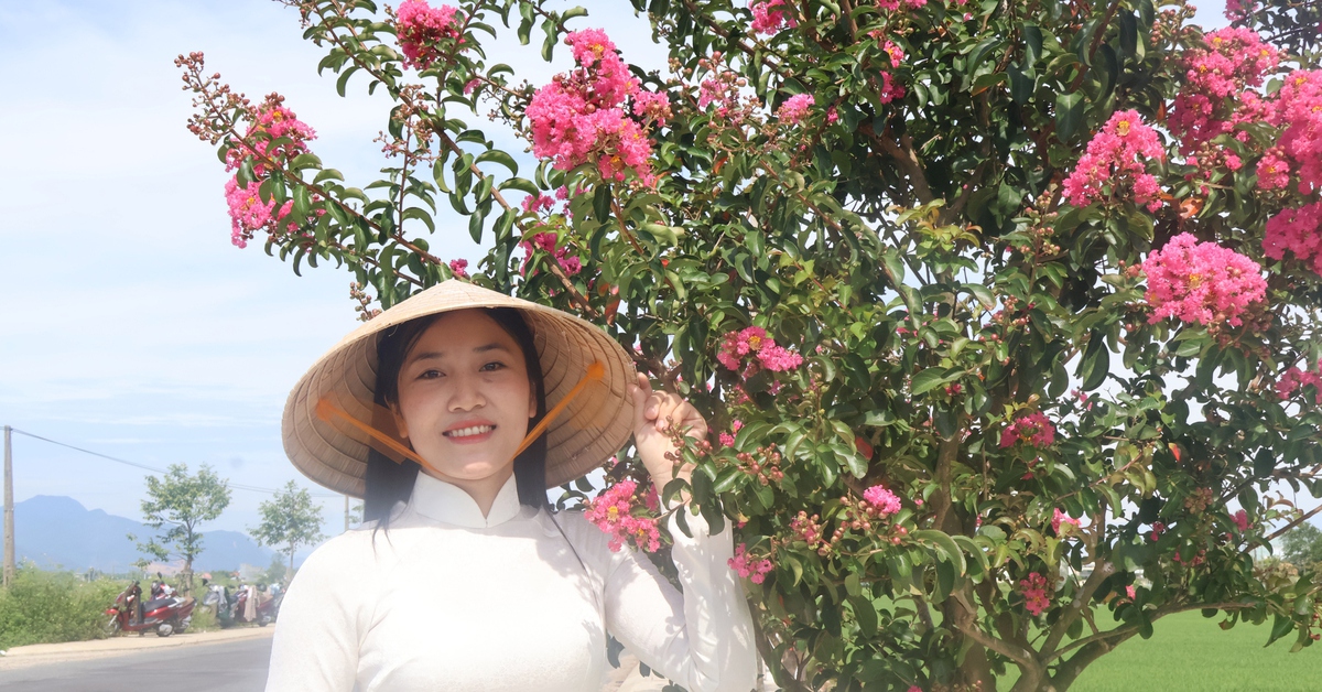 Đẹp nao lòng sắc hoa tường vi bên đồng lúa xanh ở Đà Nẵng