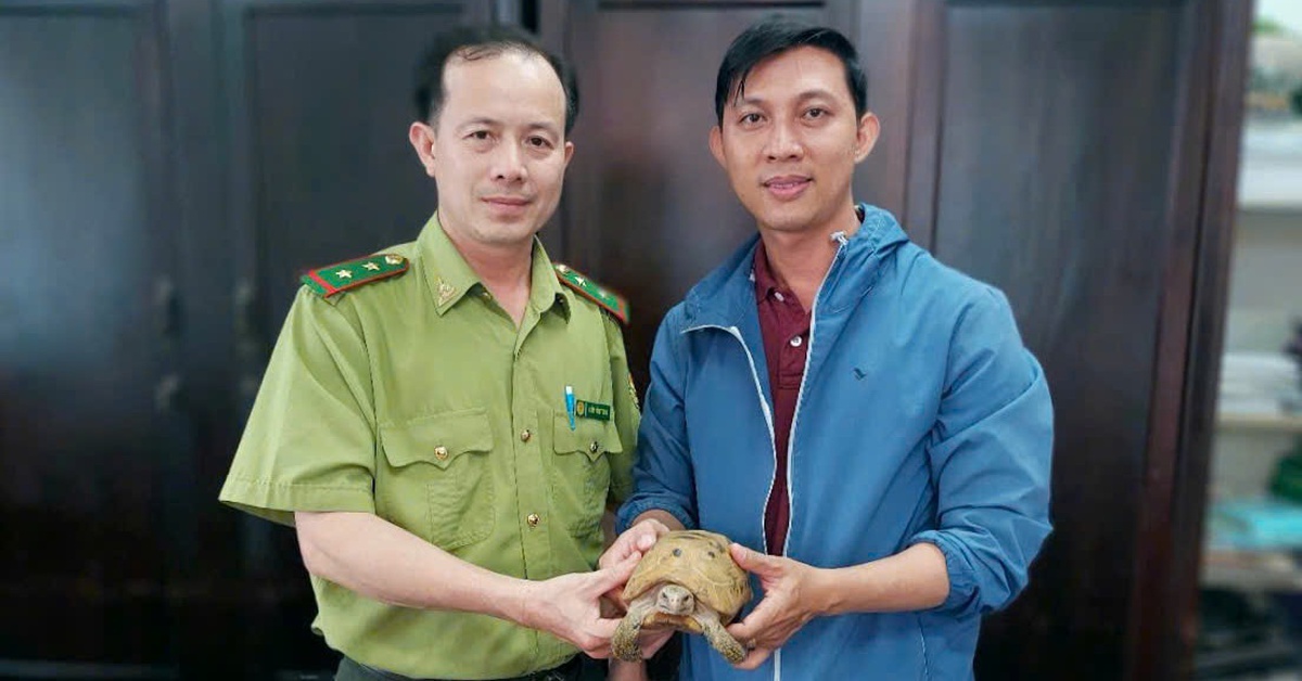 Rùa núi vàng đi lạc, được người dân tập thể dục bắt được giao cho kiểm lâm