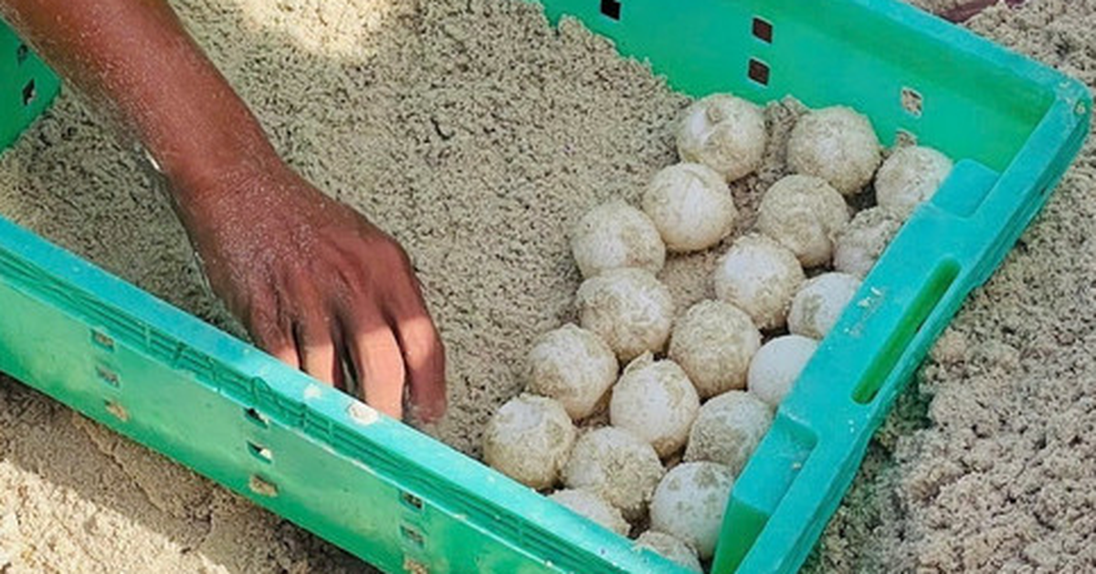 Rùa biển xanh trong Sách đỏ về đẻ trứng ở Hòn Cau