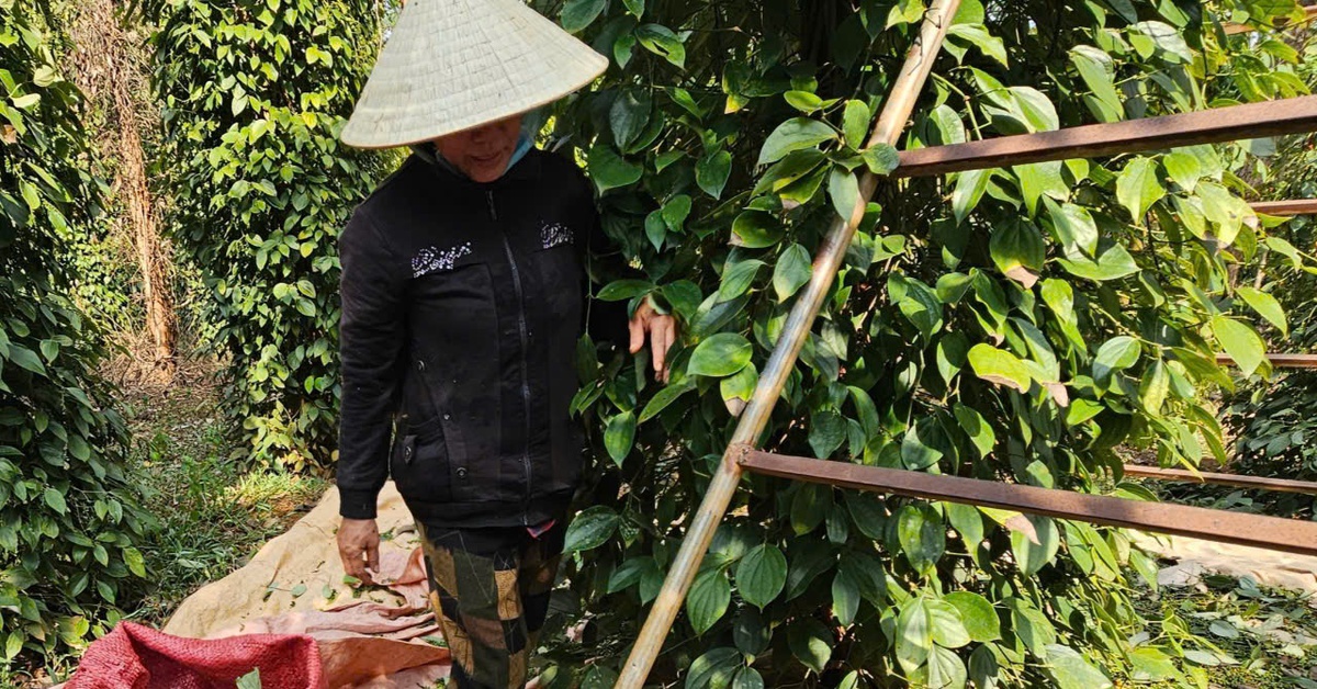Vì sao giá hồ tiêu vẫn chưa bật tăng mạnh như kỳ vọng?