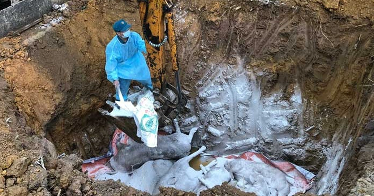 Nhiều tỉnh phía Bắc bùng phát dịch tả lợn châu Phi