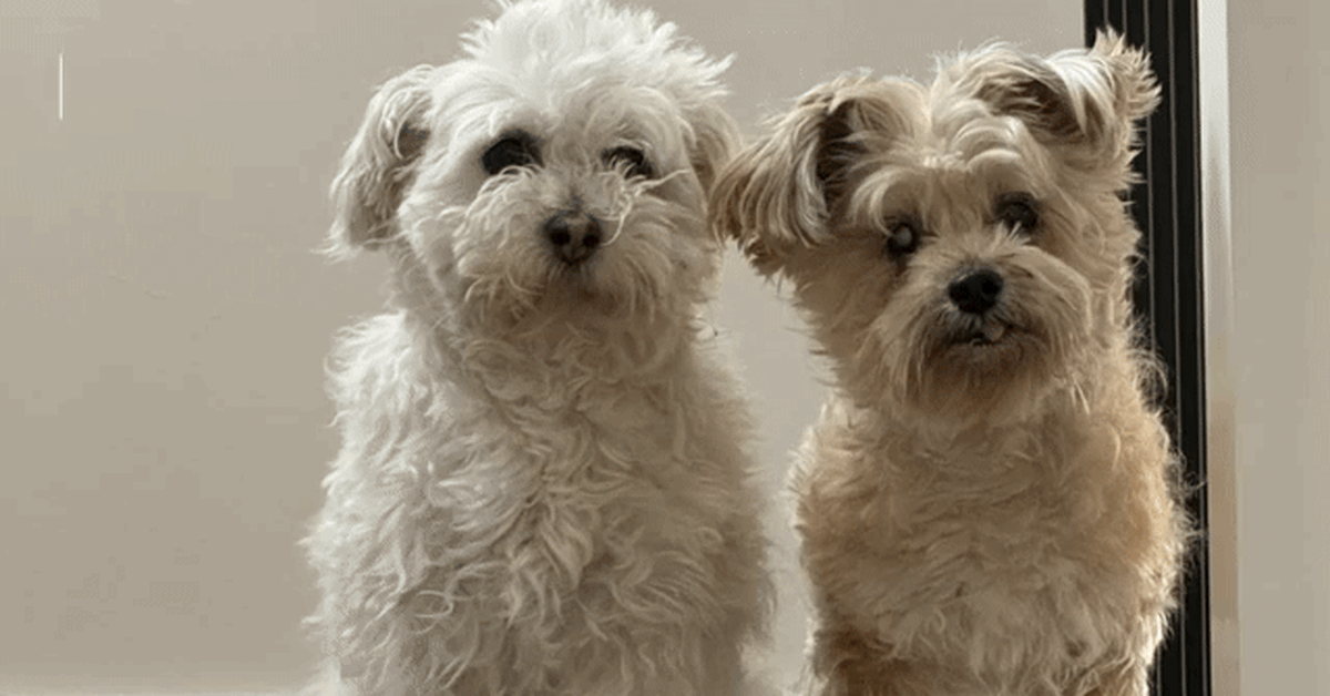 Google giới thiệu Flow, AI Ultra tại Việt Nam, thêm tính năng Veo 3