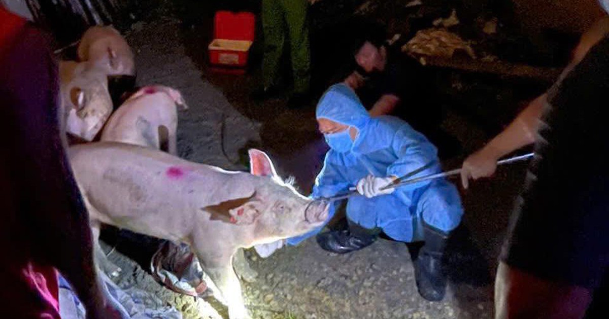 Người chăn nuôi giấu dịch đang khiến dịch tả heo châu Phi lan rộng