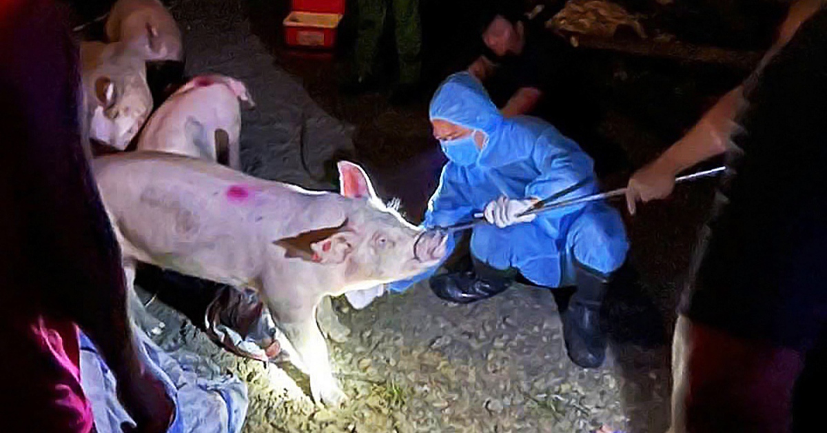 Người chăn nuôi cần làm gì để phòng, chống bệnh dịch tả heo châu Phi?