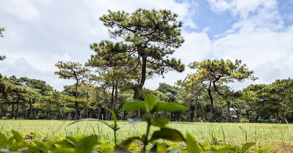 Dự án sân golf Đak Đoa sắp khởi động lại, hiện trạng ra sao?