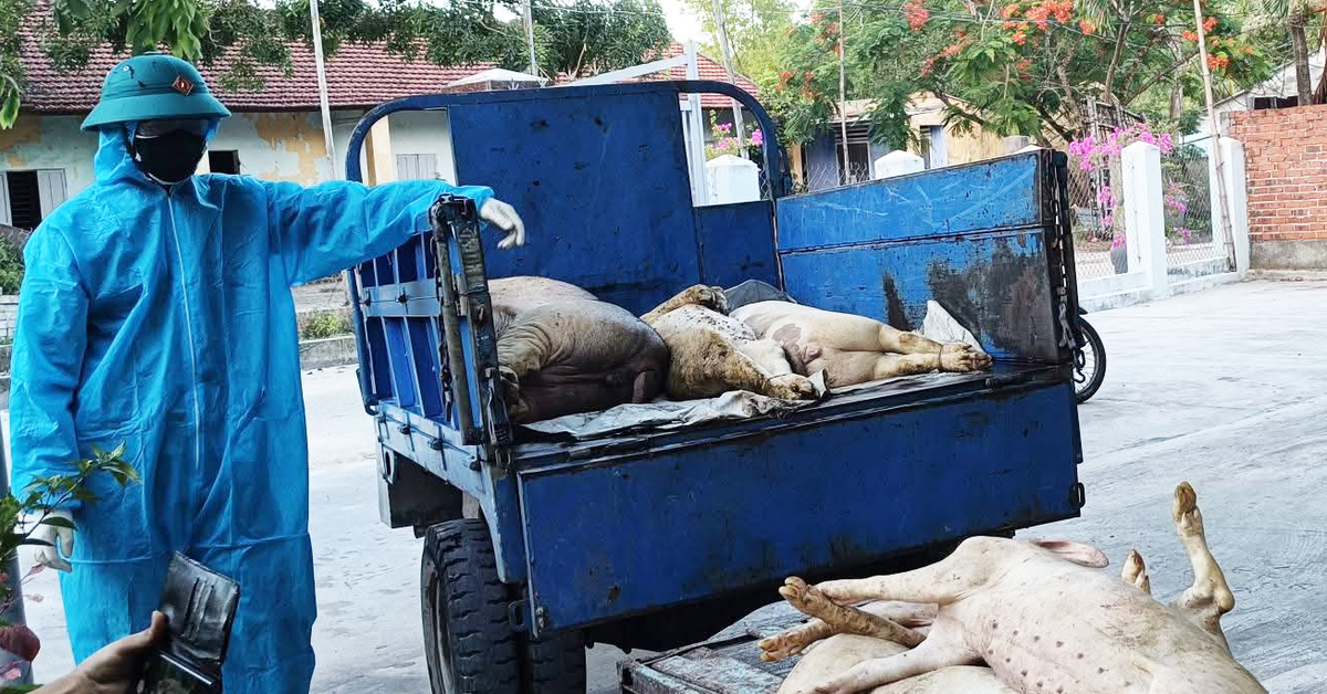 Một phường ở Đà Nẵng bùng phát dịch tả lợn châu Phi