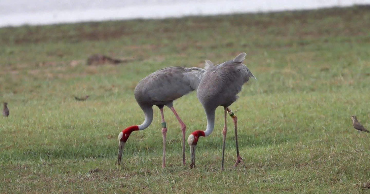 Bảo tồn sếu đầu đỏ ở Vườn quốc gia Tràm Chim là việc khó khăn, phải kiên trì