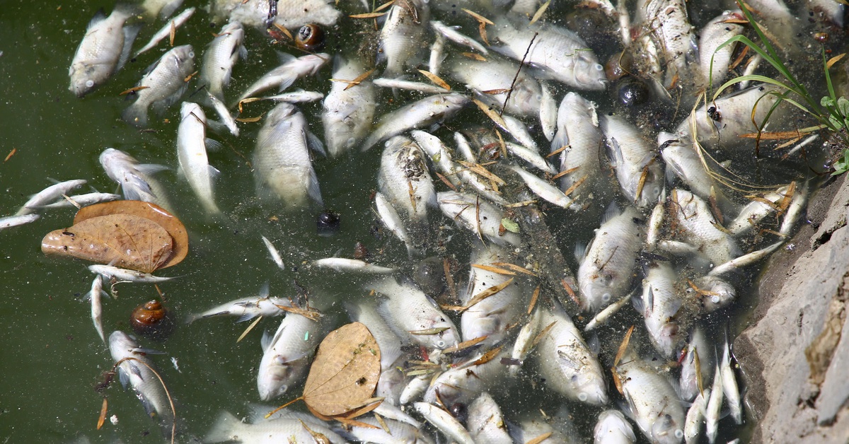 Nắng nóng quá mức cá chết trắng mặt hồ Nam Lý?