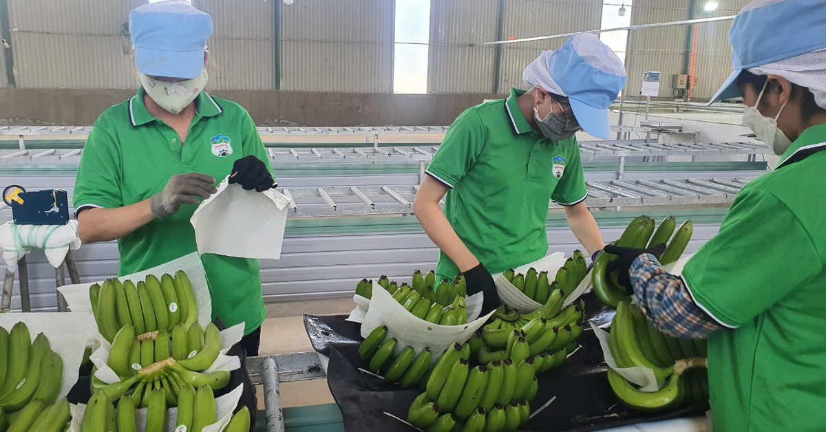 Việt Nam xuất khẩu chuối lớn thứ 9 toàn cầu, dừa cũng xuất hàng đầu thế giới