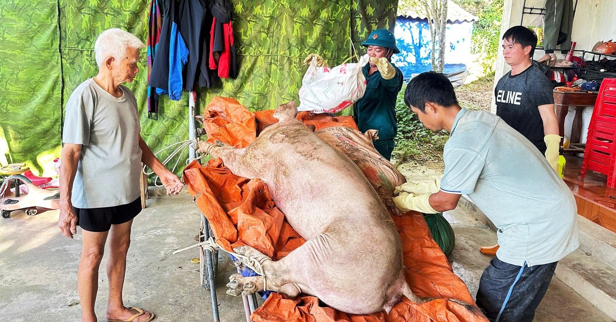 Nông dân trắng tay vì dịch tả heo châu Phi bùng phát