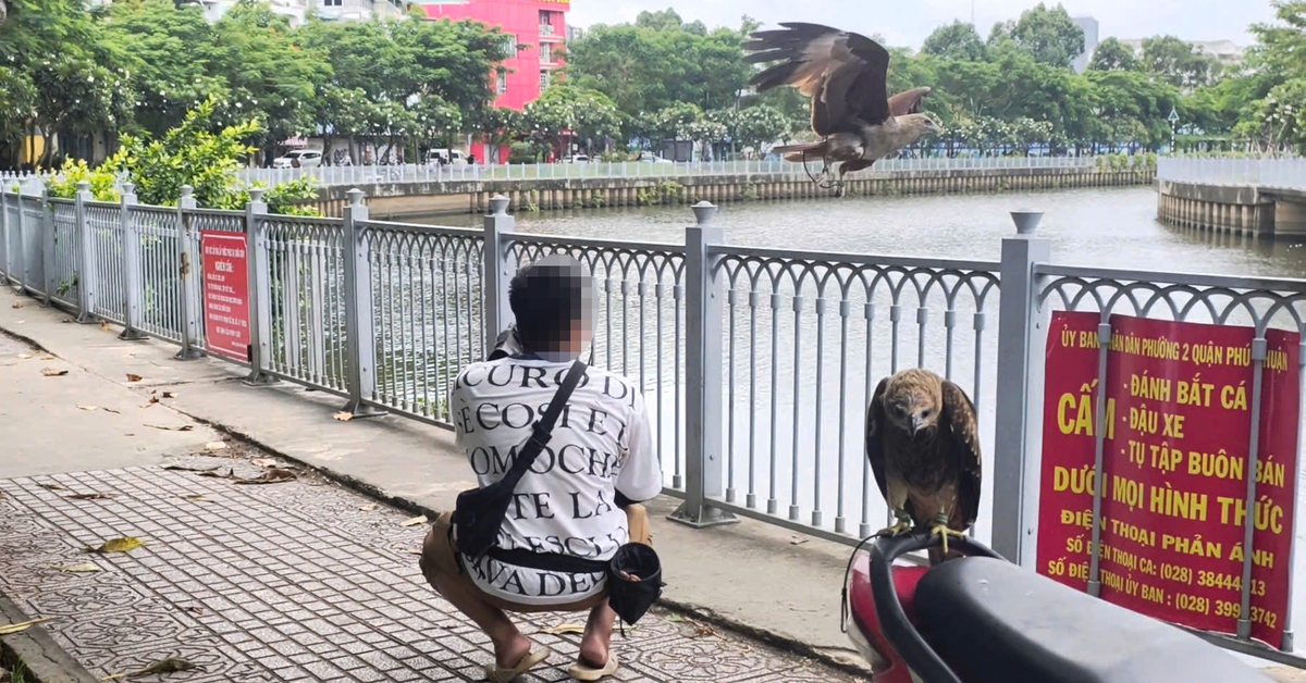 Người dân nuôi chim diều lửa không giấy tờ là phạm luật