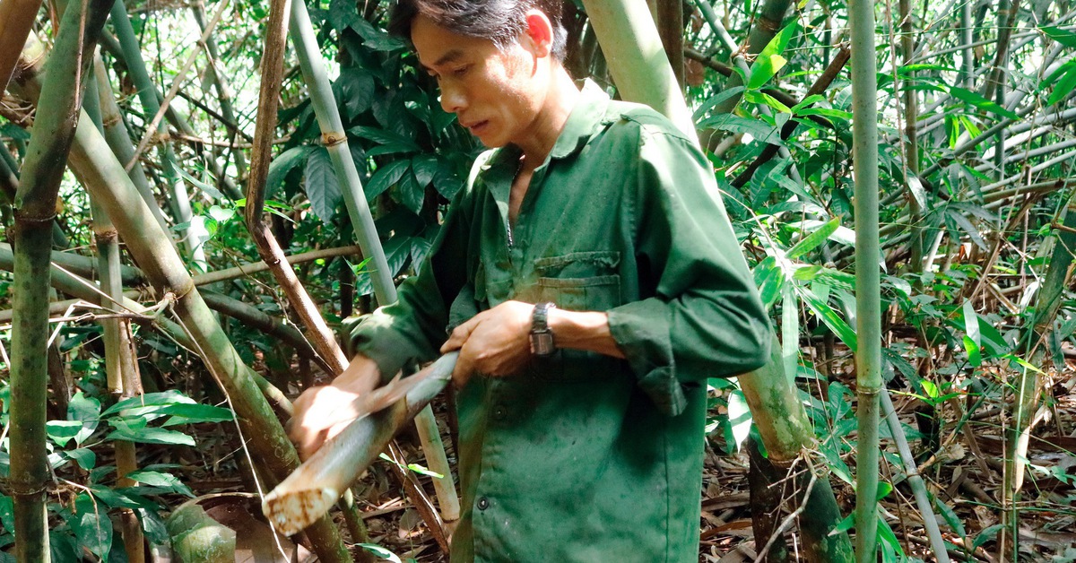 Mùa săn măng