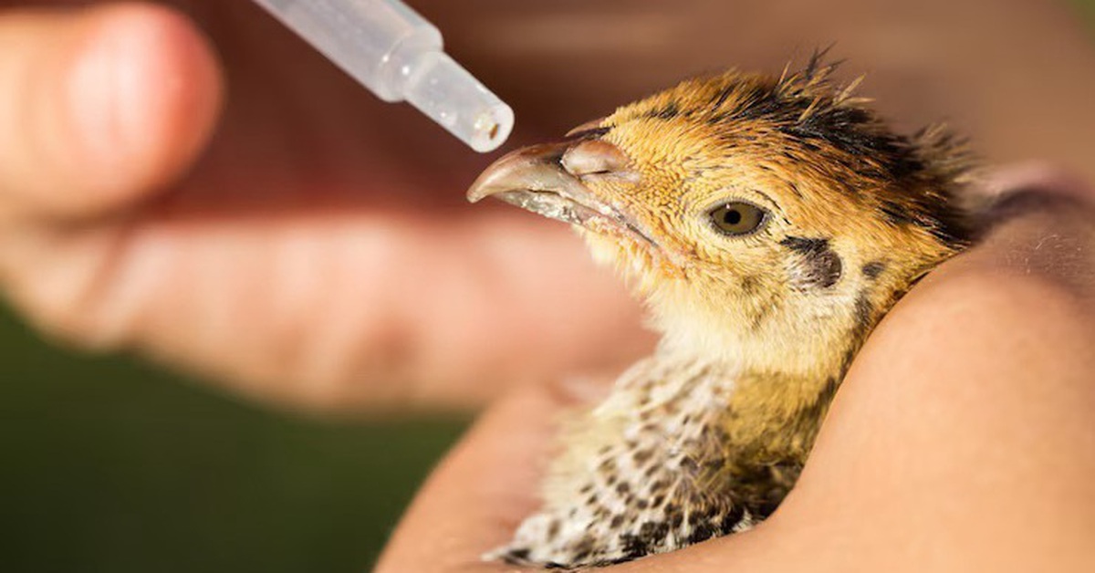 Có thật chim không thể nhiễm cúm?