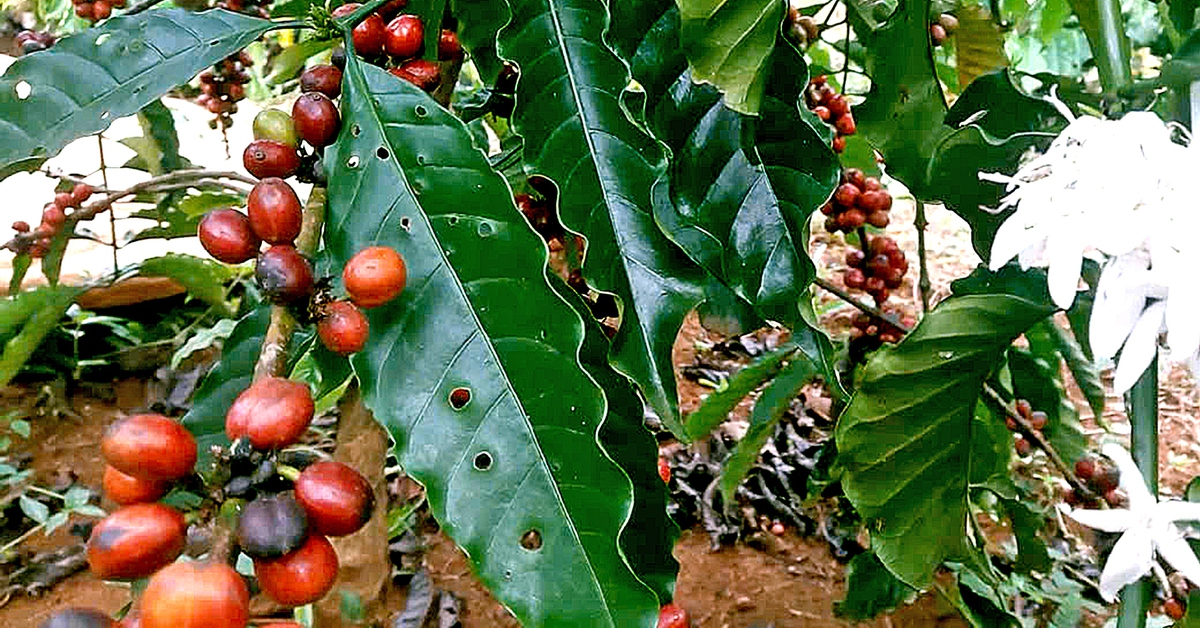 Giá cà phê đã tăng trở lại sau nhiều phiên giảm